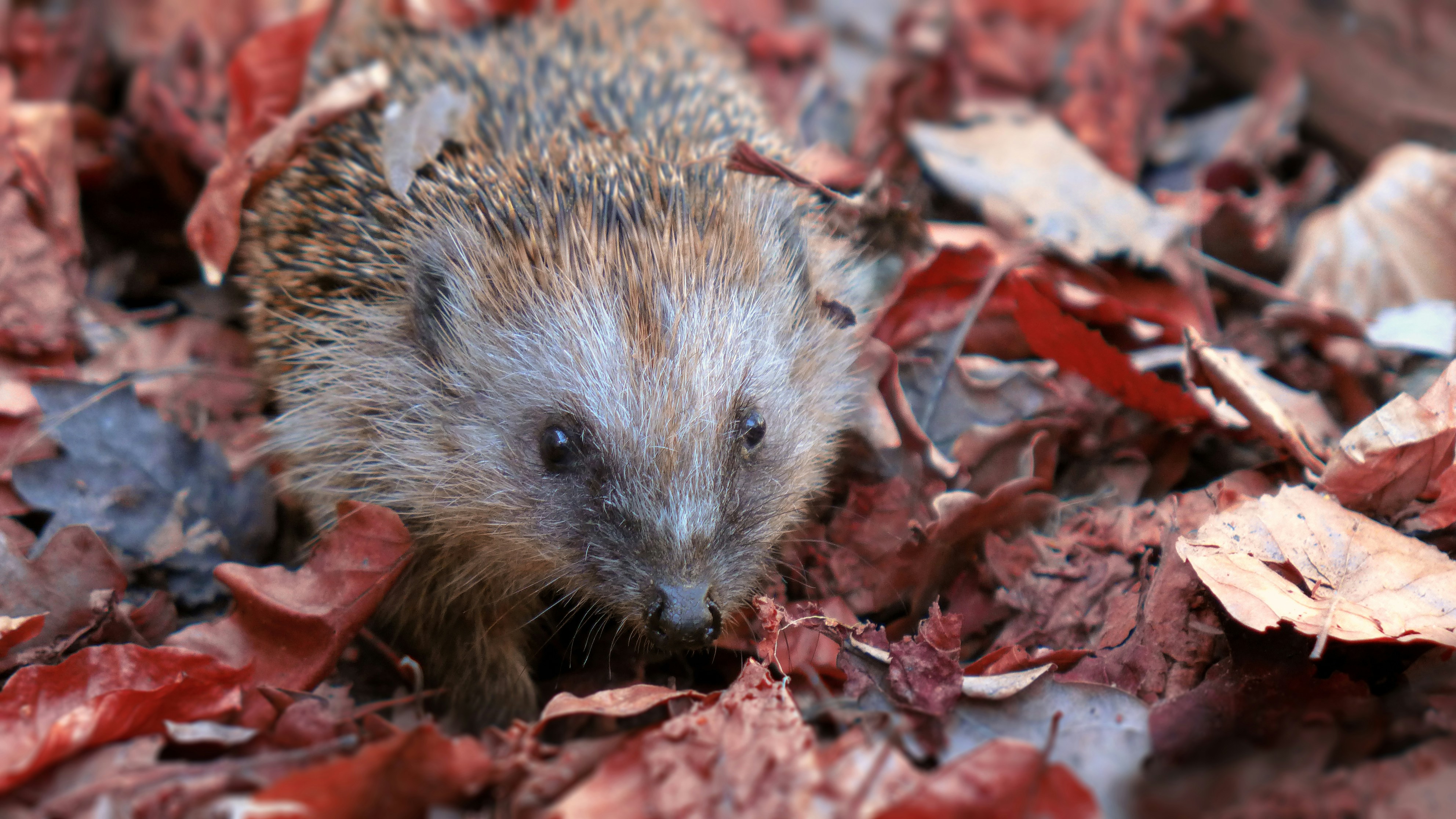 A hedgehog in autumn leaves