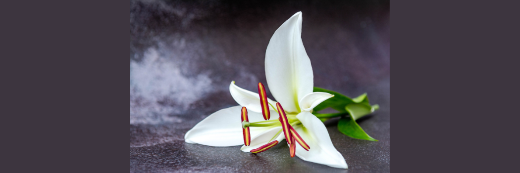 A lily to symbolise death