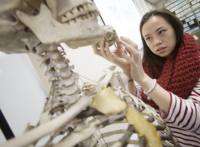 Dept of Archaeology student examines a human skeleton