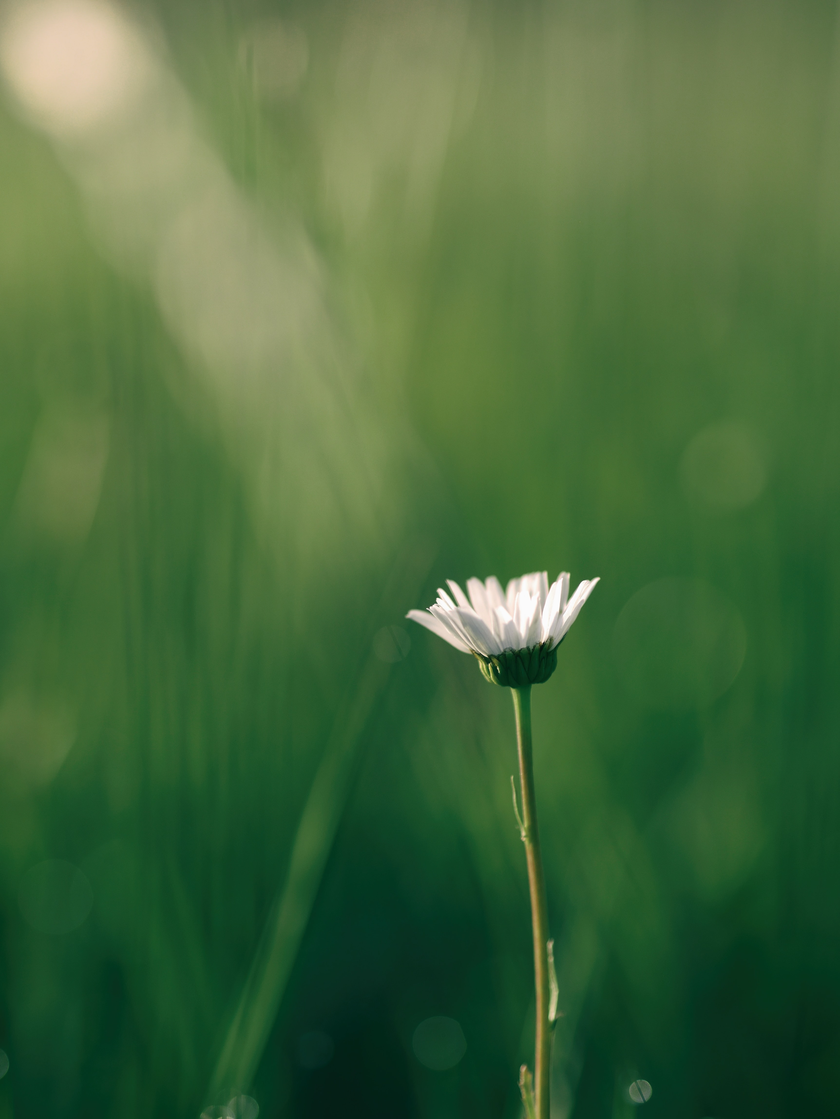 daisy with green background