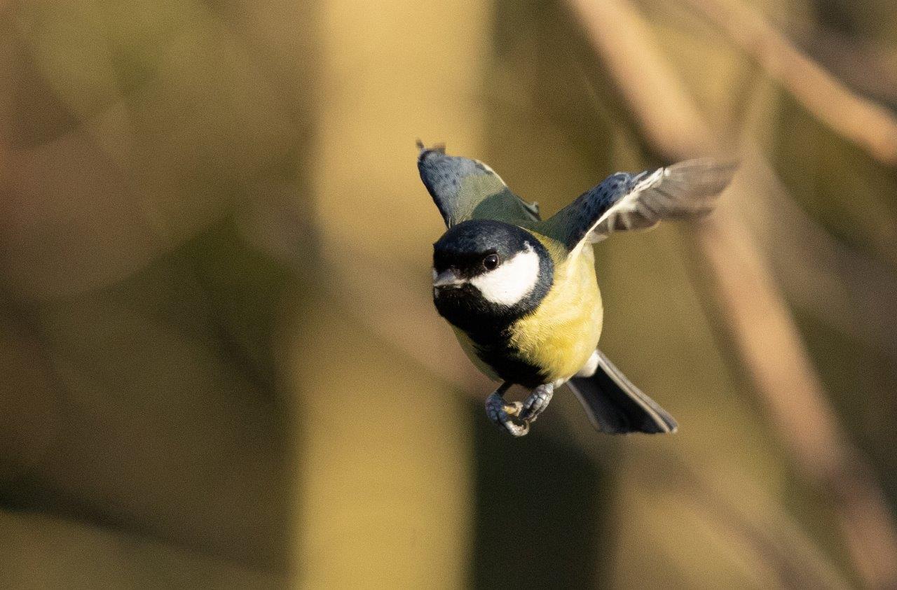 Great tit in flight