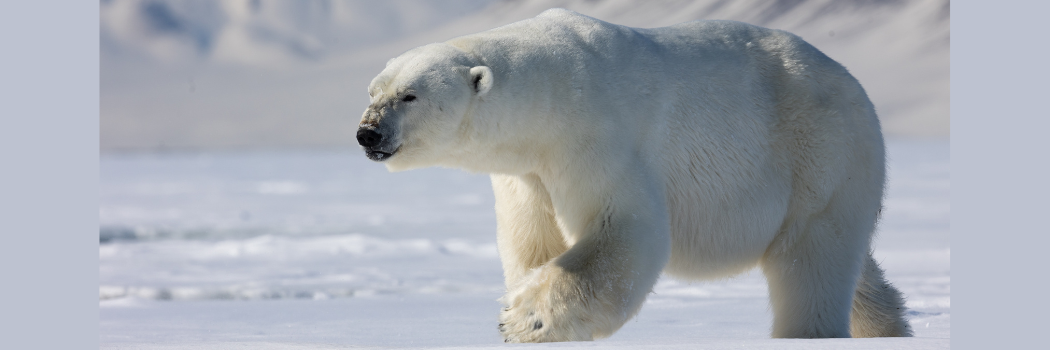 A polar bear walking on snow