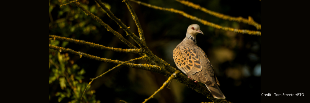 Turtle dove on a tree