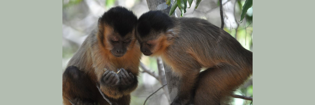 Two monkeys examining a food item with their heads close together