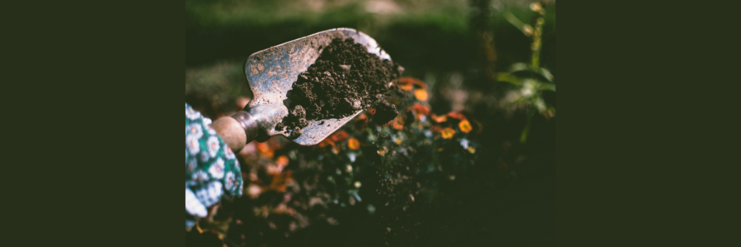 Soil bacteria