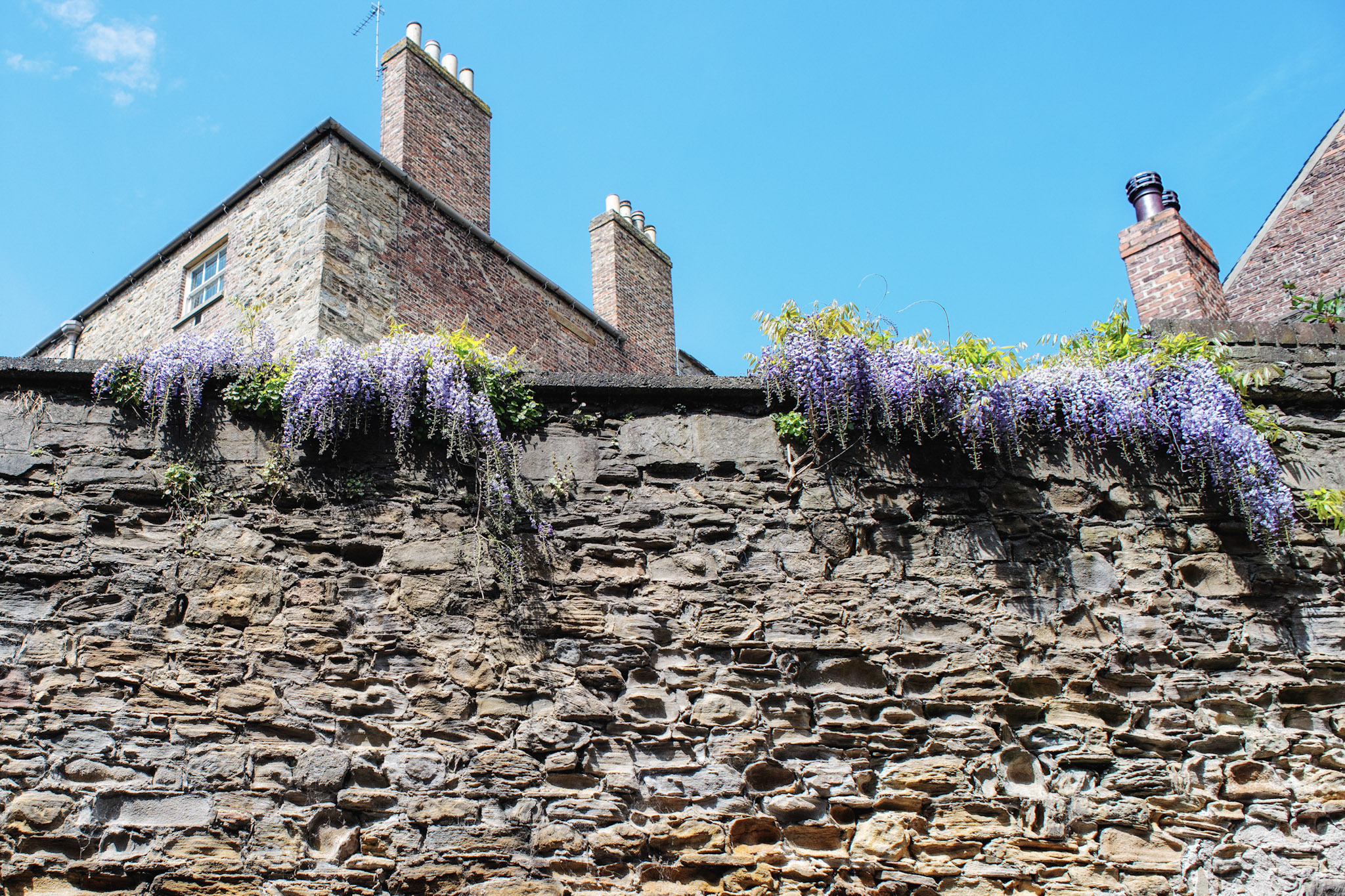 A photo of flowers on a wall at St John's College.