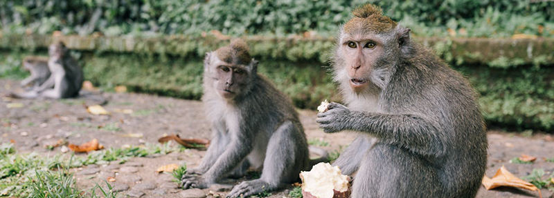 Three primates in a line eating