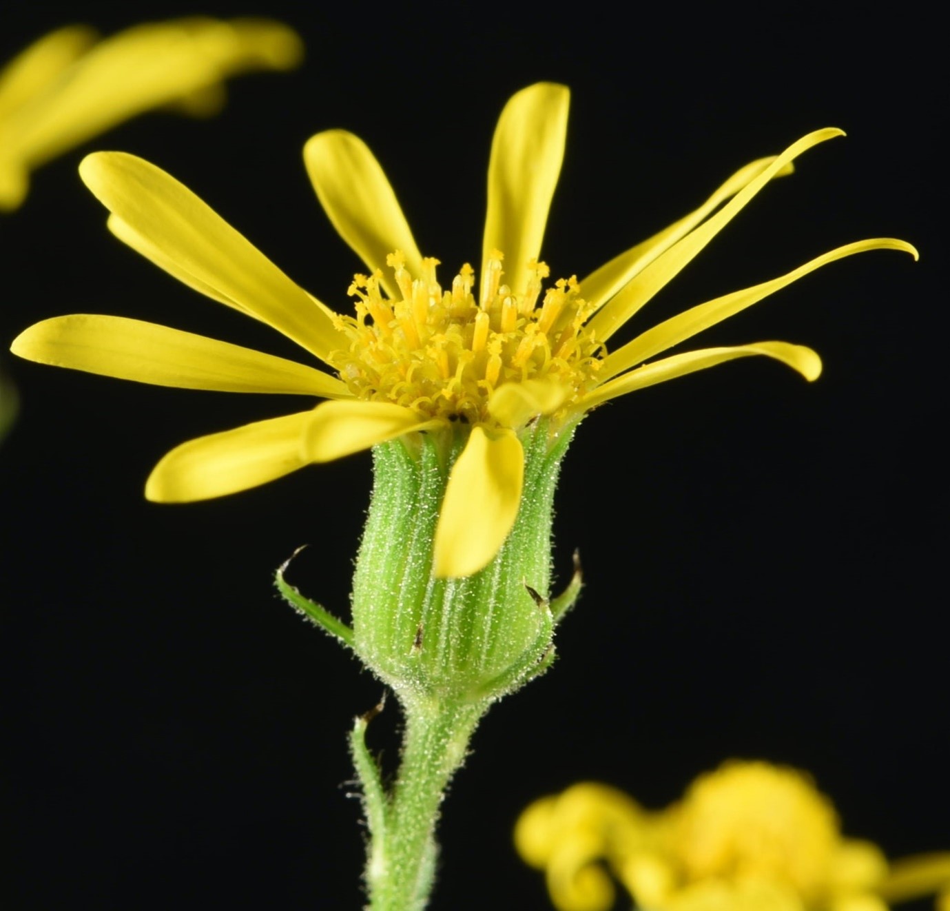 Ragwort flower