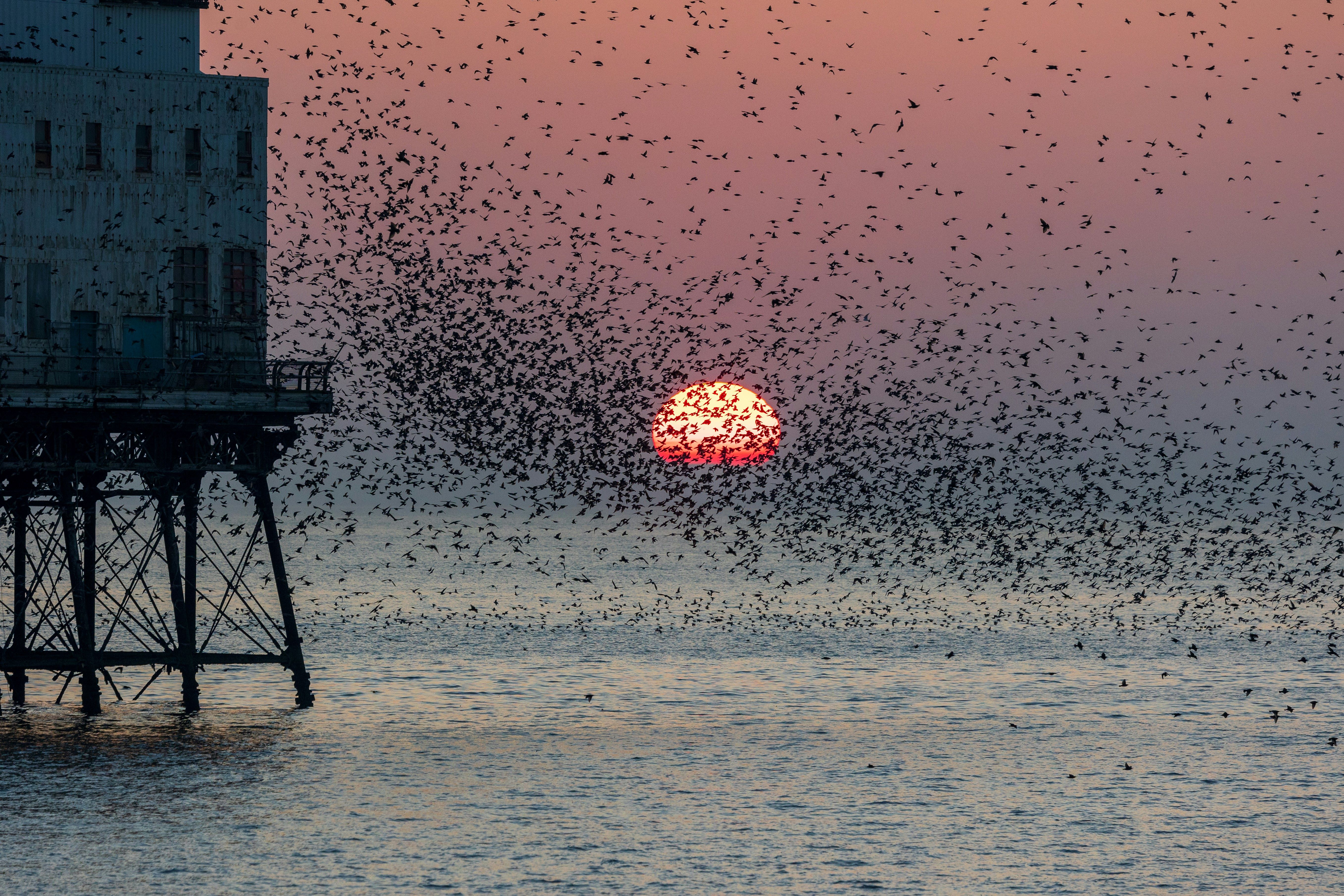 Starlings flying in to roost under a pier