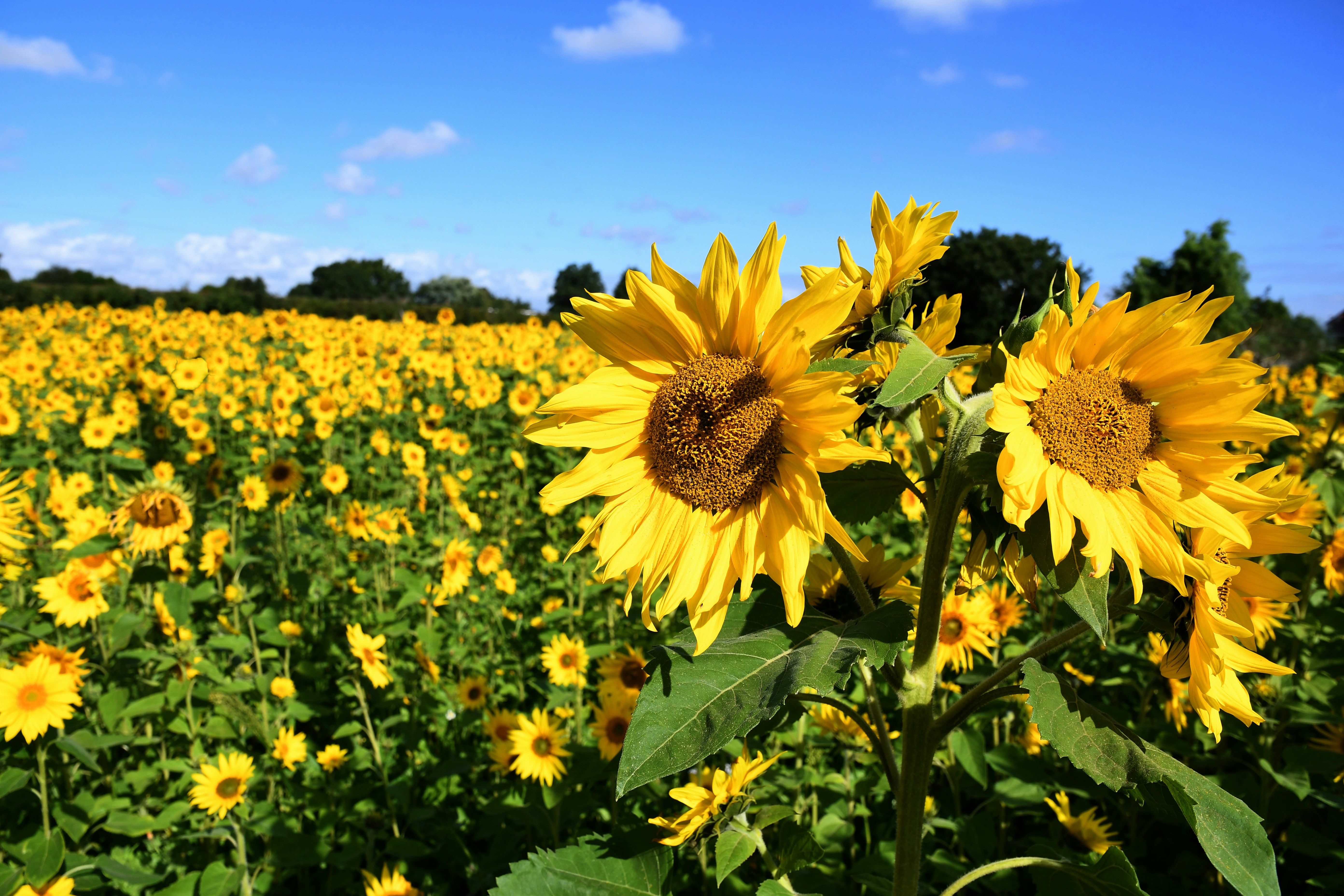 A field of sunflowers