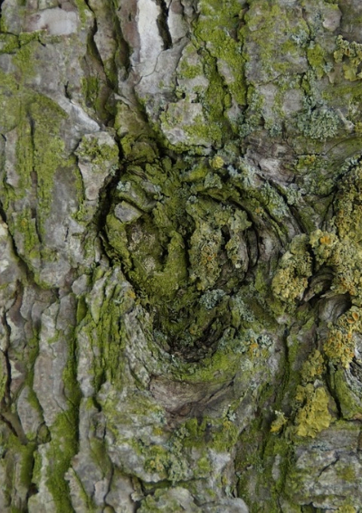 Tree bark