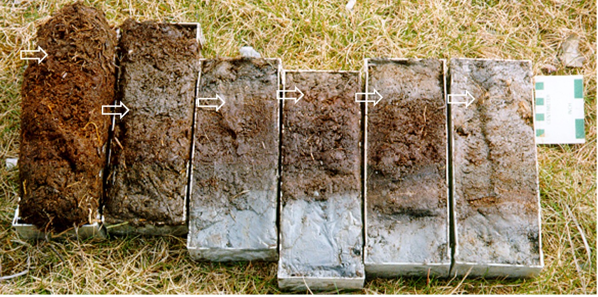 Sediment samples from Kenai in Alaska showing the stratigraphic position of the 1964 event (white arrows), perimarine peat/peat contact (L) through to tidal flat (R).