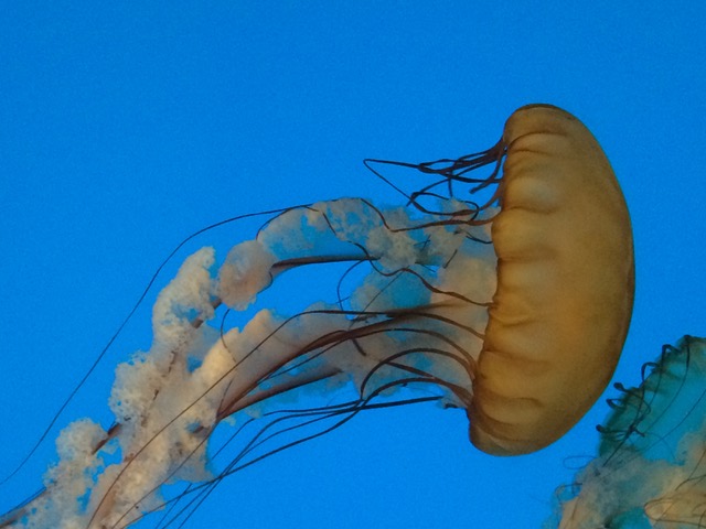 A large jellyfish