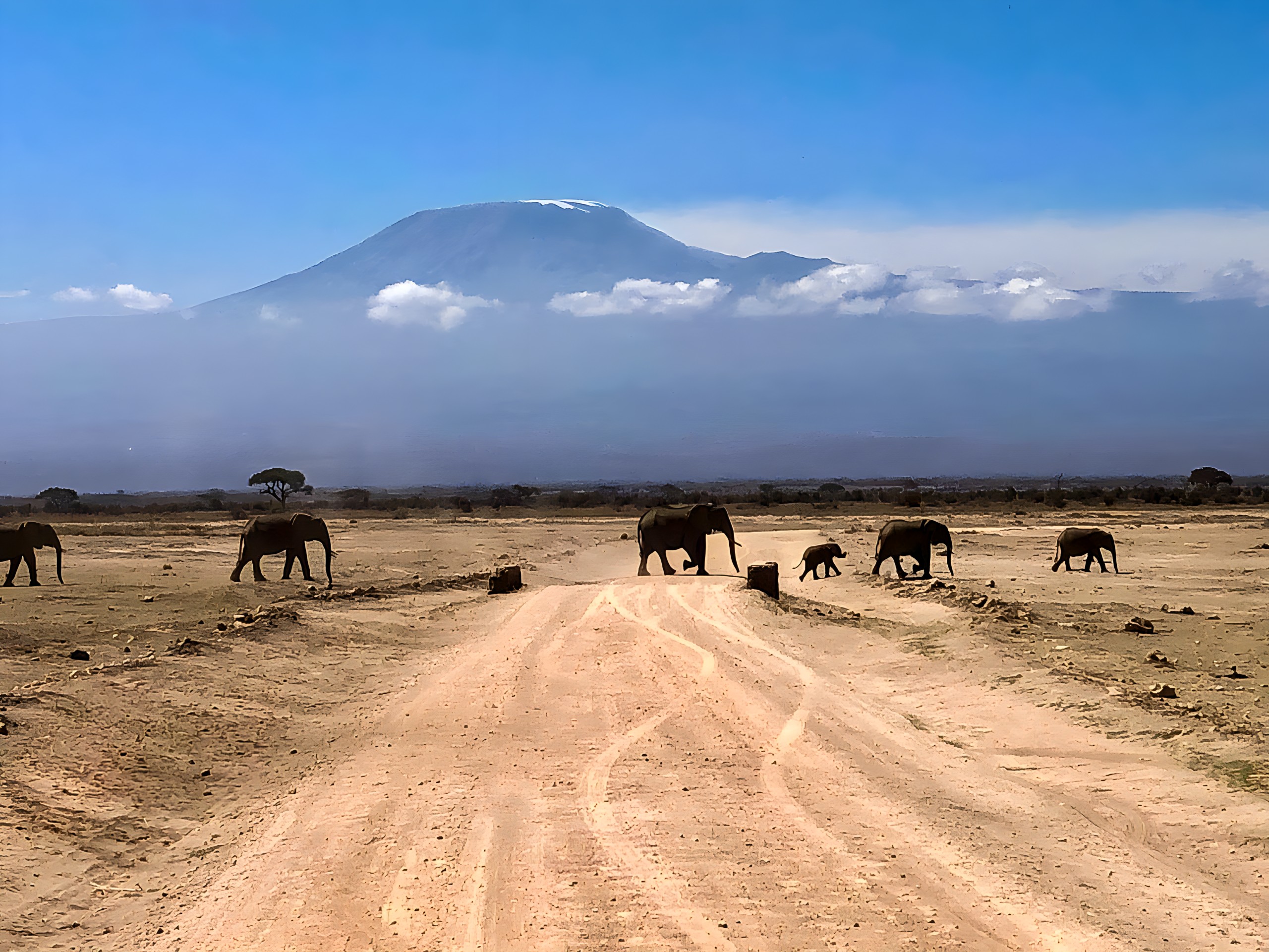 Elephants, Amboseli, Kilimanjaro
