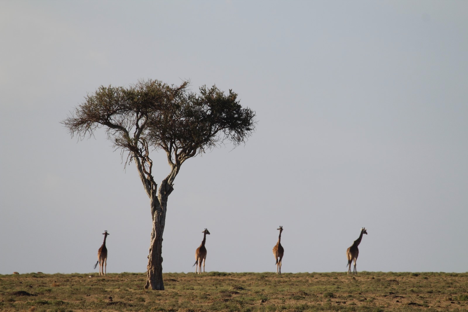 Giraffes, acacia trees