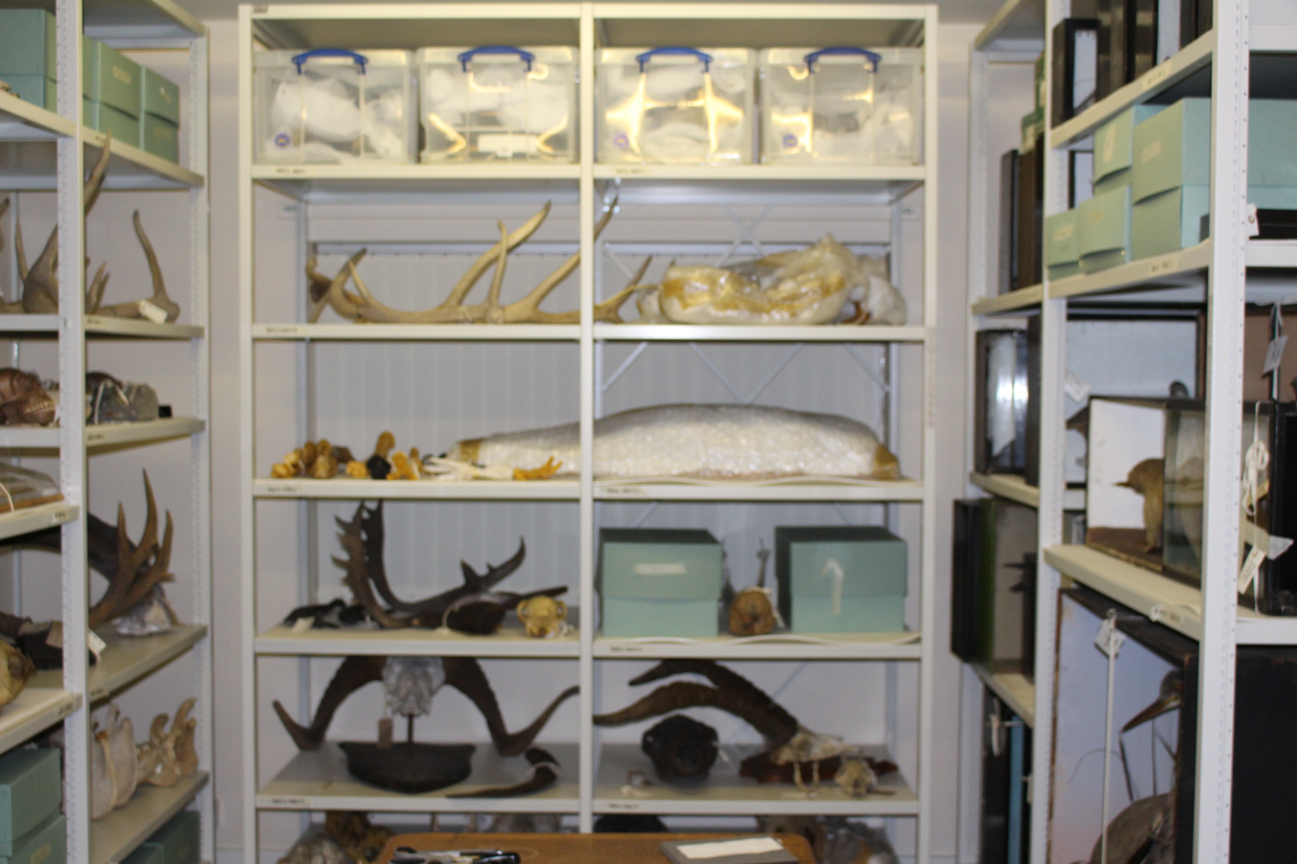 mammalian skeletal material, trophy head taxidermy, zoological taxidermy, birds’ eggs, a spirit collection and plant and seed material.