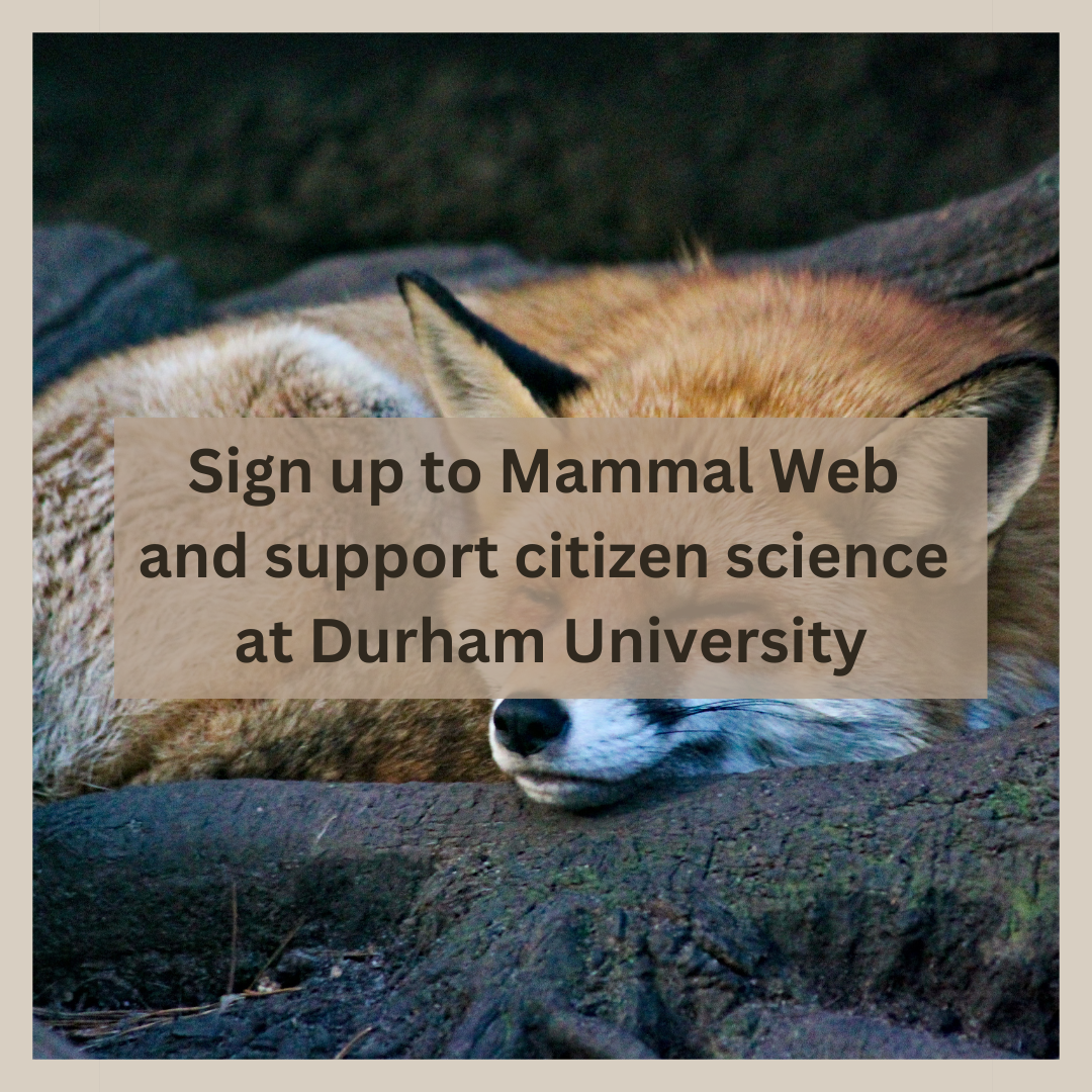 Sign up to Mammal Web and support citizen science