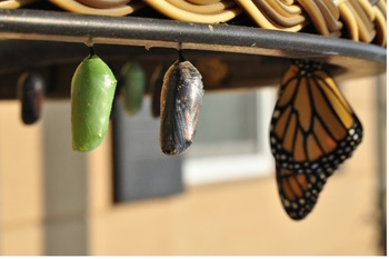 Image of Chrysalis