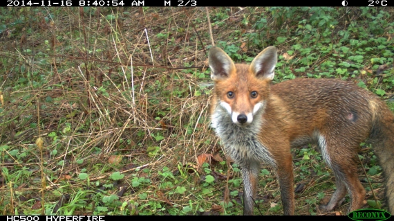 A fox caught by a camera trap