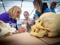 Group of kids looking at skulls