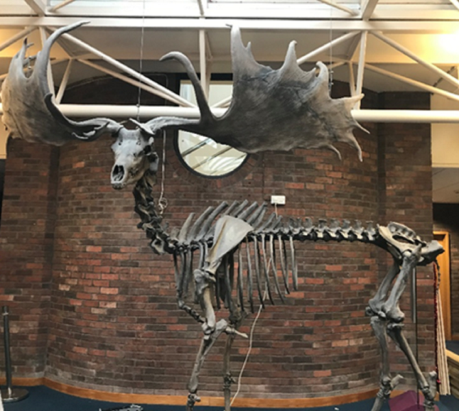 A photograph of a Irish Elk Skeletal Speciman